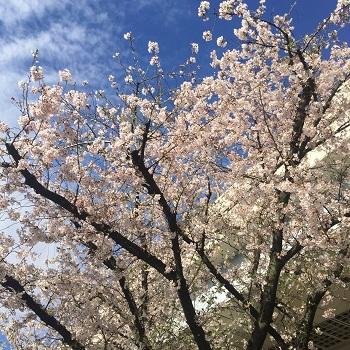 Sakurabashi1