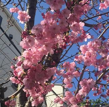 寒桜 ぬいぐるみ ブリスター