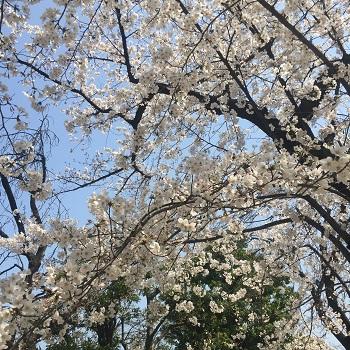 錦糸公園 ぬいぐるみのブリスター３